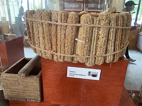 olotera: a traditional Mexican tool consisting of bound, shortened corncobs, against which ears of corn are...