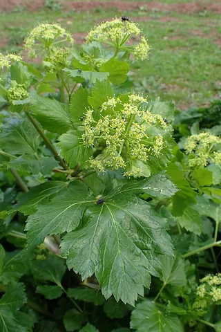 olusatrum: an umbelliferous plant, the common alexanders, found in Western Europe (Smyrnium olusatrum)