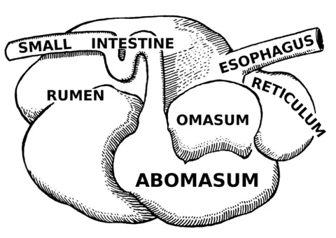 omasum: the third compartment of the stomach of a ruminant; the lining of said compartment, regarded as a...