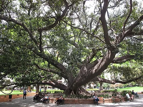 ombu: phytolacca dioica, a massive spreading evergreen tree native to the pampas of South America