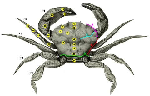 omostegite: the part of the carapace of a crustacean situated behind the cervical groove