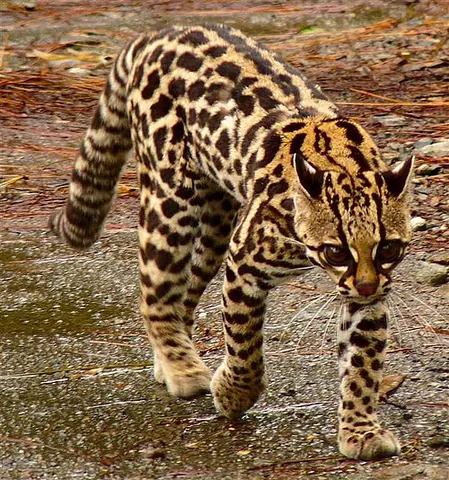 oncilla: a small spotted felid, of species Leopardus tigrinus, found in the tropical rainforests of Central...