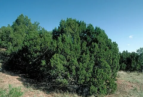 oneseed juniper: a shrub or small tree native to mountains in southwestern North America, Juniperus monosperma