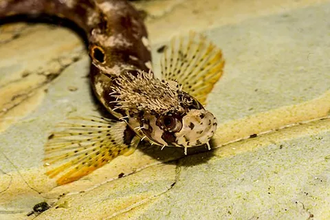 onespot fringehead: neoclinus uninotatus, a species of fringehead blenny