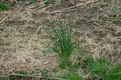 onion grass: species of Melica, especially Melica bulbosa and Melica subulata