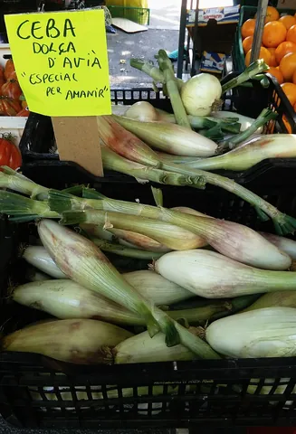 onion: a monocotyledonous plant (Allium cepa), allied to garlic, used as vegetable and spice