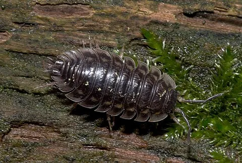 oniscidean: any of the terrestrial isopod crustaceans of suborder Oniscidea; a woodlouse