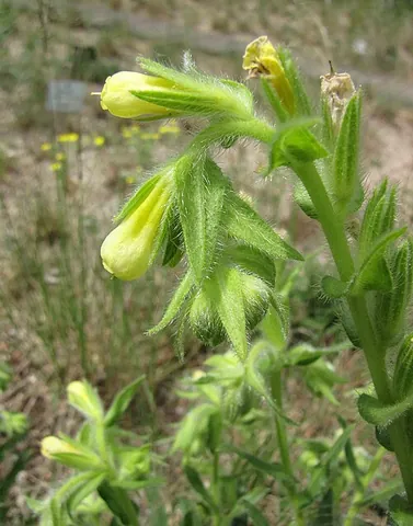onosma: any flowering plant of the genus Onosma, of the family Boraginaceae