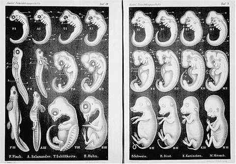 ontogenesis: the generation and development of an individual organism from fertilization to adulthood
