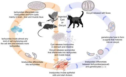 oocyst: a reproductive cell in certain fungi