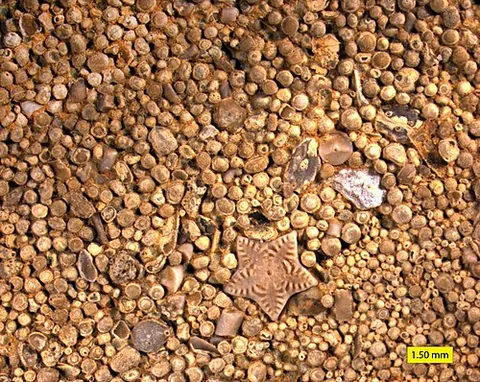 ooid: a small calcium carbonate- or iron-coated grain found on the seafloor