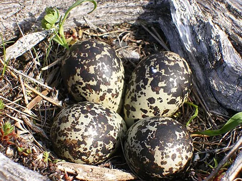oology: the study of birds' eggs