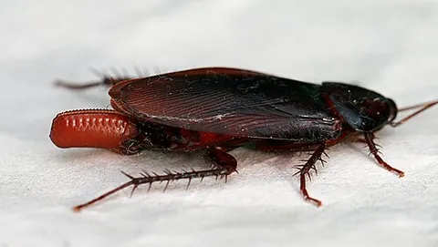 ootheca: an egg case of any of the orthopteroid insects (such as cockroaches and mantids)