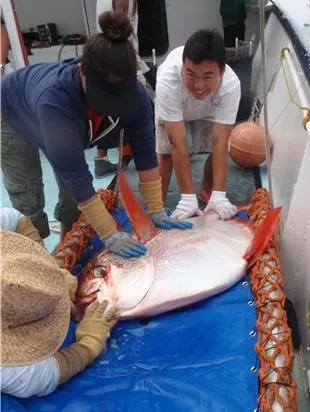 opah: any of various large, colourful, deep-bodied pelagic fish of the family Lamprididae