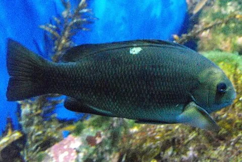 opaleye: a fish, Girella nigricans, a species of sea chub found in the Eastern Pacific