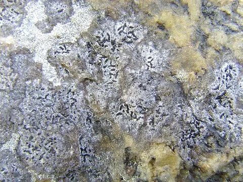 opegrapha: any lichen species of the genus Opegrapha