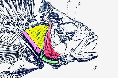 operculum: a covering flap in animals and insects, such as a gill cover or the lid of nits