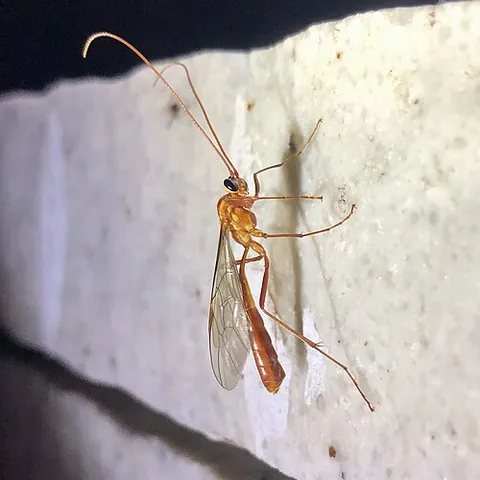ophion: any ichneumon wasp of the genus Ophion