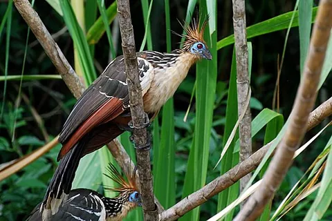 opisthocomid: any bird of the family Opisthocomidae, which comprises the hoazin and extinct relatives