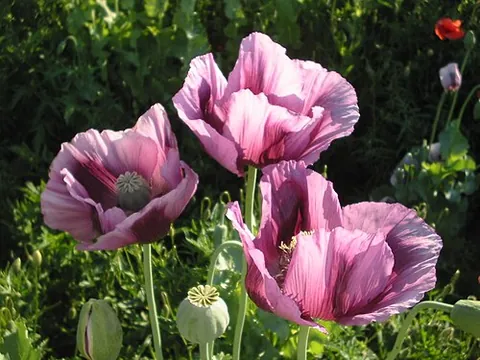 opium poppy: papaver somniferum, the species of plant from which opium and poppy seeds are extracted