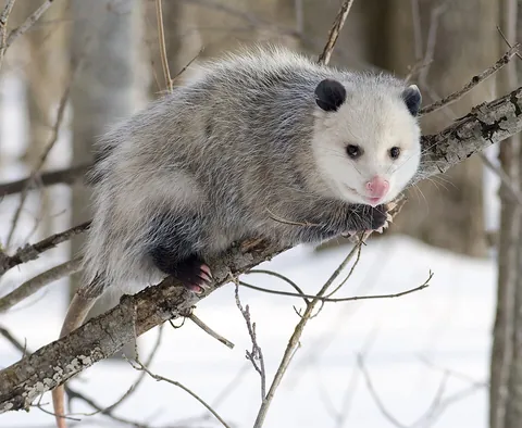 opossum: any American marsupial of the family Didelphidae in the order Didelphimorphia