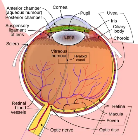 optic disc: the location where ganglion cell axons exit the eye to form the optic nerve