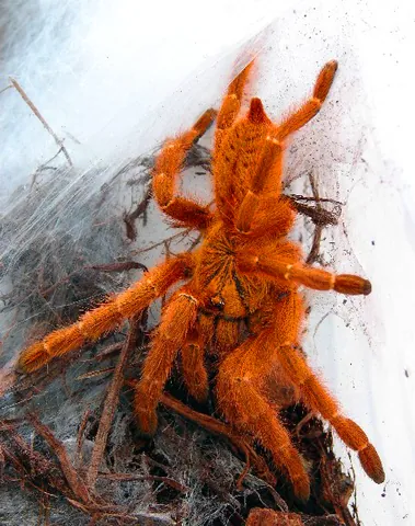 orange baboon tarantula: an Old World species of tarantula, Pterinochilus murinus, found in Angola, as well as central and...