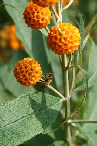 orange-ball-tree: a plant of species Buddleja globosa, native to Chile and Argentina