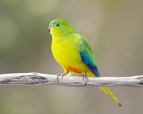 orange-bellied parrot: neophema chrysogaster, a species of grass parrot found in Australia