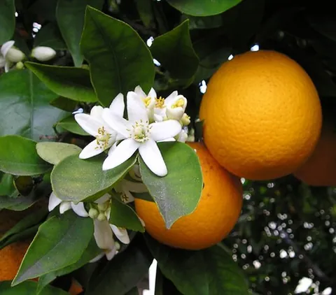 orange blossom: the fragrant white flower of the orange tree, Citrus sinensis