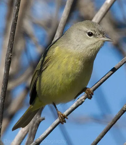 orange-crowned warbler: a species of New World warbler, Leiothlypis celata, found in North America