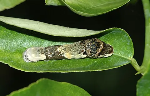 orange dog: the caterpillar of the giant swallowtail butterfly, which feeds on the leaves of citrus