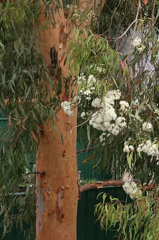 orange gum: an Australian tree of species Angophora costata syn. Angophora lanceolata