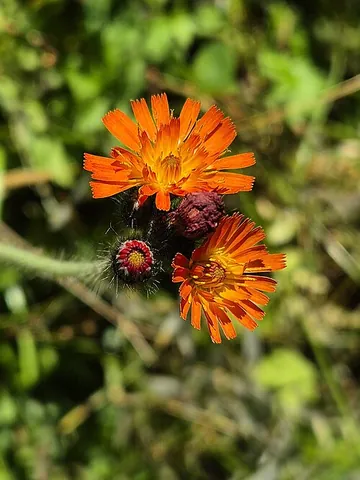 orange hawkweed: any member of the species Pilosella aurantiaca