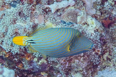 orange-lined triggerfish: a fish, Balistapus undulatus