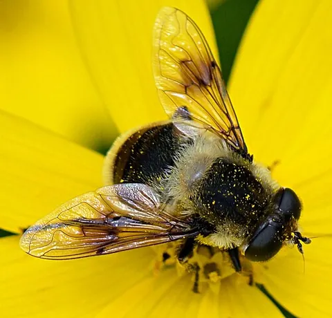 orange-spotted drone fly: eristalis anthophorina, a species of dronefly
