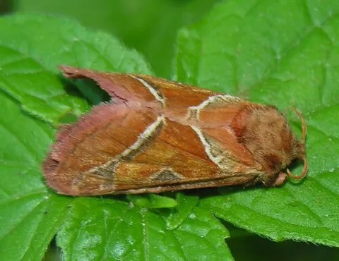 orange swift: a moth of species Triodia sylvina, found in Europe