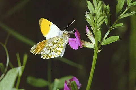 orange tip: any of various pierid butterflies having orange tips to the upper forewings, especially Anthocharis...