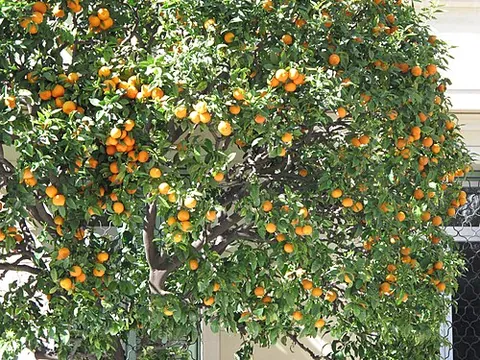 orange tree: citrus sinensis, a fruit tree that bears oranges. (This entry is a translation hub.)