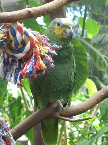 orange-winged amazon: a species of parrot, Amazona amazonica