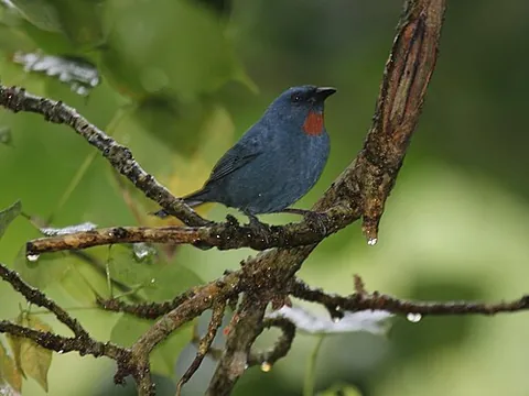 orangequit: a monotypic species of tanager (Euneornis campestris) endemic to Jamaica