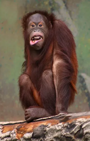 orangutan: an arboreal ape, characterised by its shaggy reddish-brown coat and long arms, of the genus Pongo,...