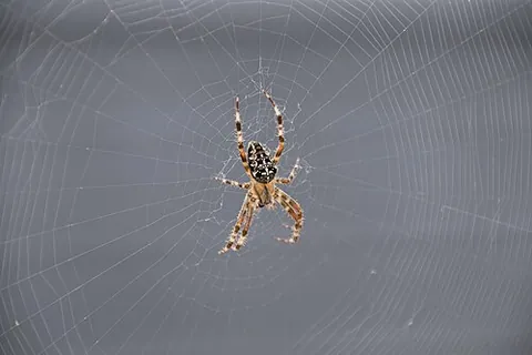 orb-web spider: an orbweaver (Araneidae)