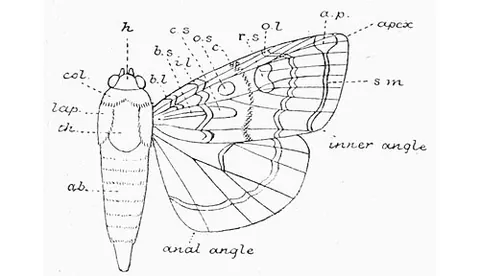 orbicular stigma: a circular marking on the wings of some butterflies and moths; cellspot