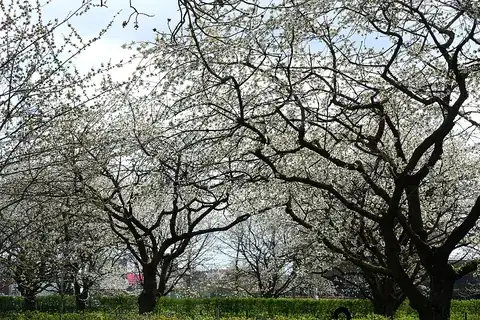 orchard: a garden or an area of land for the cultivation of fruit or nut trees