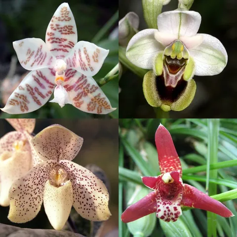 orchid: a plant of the orchid family (Orchidaceae), bearing unusually-shaped flowers of beautiful colours