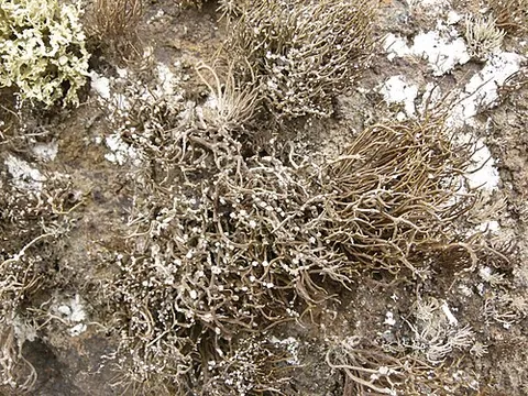 orchil: any of several lichens, especially those of the genera Roccella and Lecanora