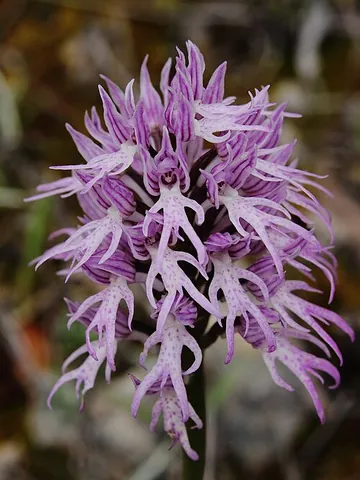 orchis: an orchid; now specifically, a plant of the genus Orchis