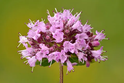 oregano: a herb of the mint family, Origanum vulgare, having aromatic leaves