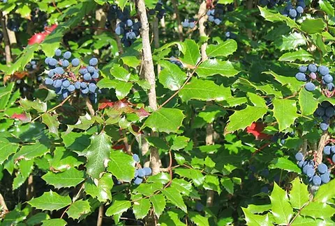 oregon grape: an evergreen shrub (Berberis aquifolium, syn. Mahonia aquifolium) native to the northwestern United...